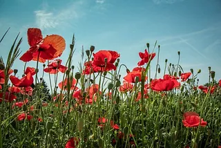  Feld leuchtend roter Mohnblumen unter klarem blauem Himmel.
