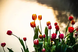 Leuchtend rote und gelbe Tulpen blühen nahe ruhigem Wasser.