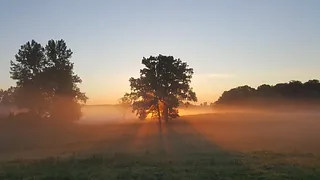Sonnenaufgang über nebligem Feld mit silhouettierten Bäumen und Sonnenstrahlen.